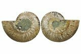 Cut & Polished, Agatized Ammonite Fossil - Madagascar #348979-1